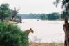 notetheelephantcrossingtheriversamburunationalreservenorthernkenya_small.jpg