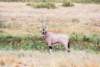 oryxagazelthatcansurvivewithoutdrinkingitismostcommoninthedesertousnorthofkenya_small.jpg