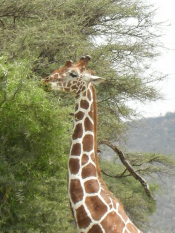 reticulatedgiraffe.jpg