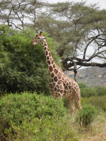 reticulatedgiraffe2.jpg