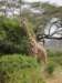 reticulatedgiraffe2_small.jpg