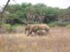 some900elephantsliveintheareaofthesamburunationalreservenorthernkenya_small.jpg