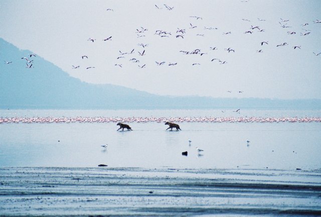 spottedhyenasatlakenakurukenya.jpg
