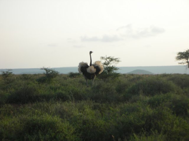 thefirstostrichweseeonthetriphewaswithafemaleandsome20babies.jpg