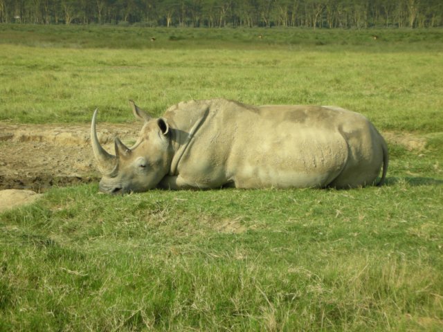 thefronthorncangrowupto130cmlakenakurunationalparkkenya.jpg