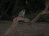 vervetmonkeysarethemostcommonmonkeysinkenyaoftenfoundaroundhotels_small.jpg