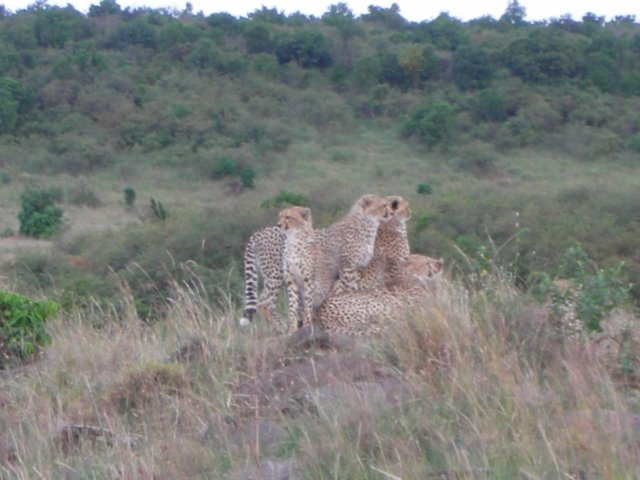 acheetahmotherwith4cubsspenttheearlyhourslookingaroundfromalittlehillmasaimarakenya2.jpg