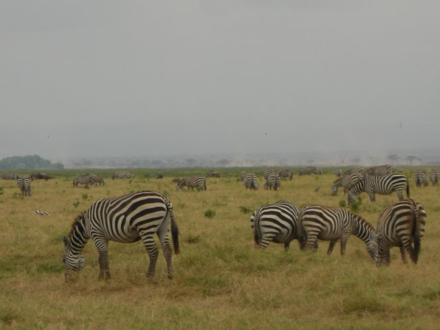 amboselinationalparkkenya3.jpg