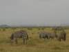 amboselinationalparkkenya3_small.jpg