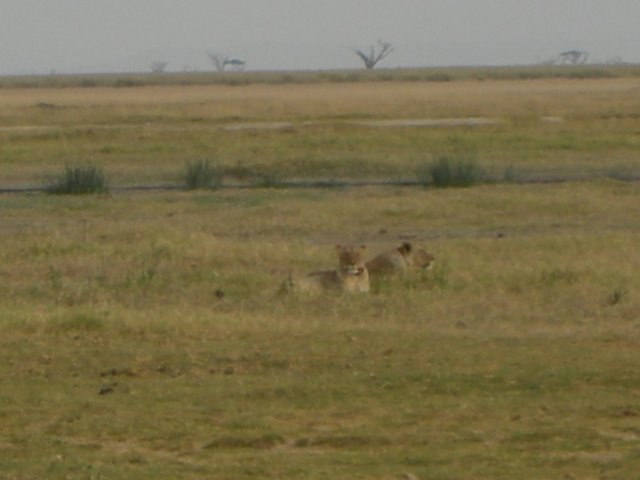amboselinationalparkkenya7.jpg