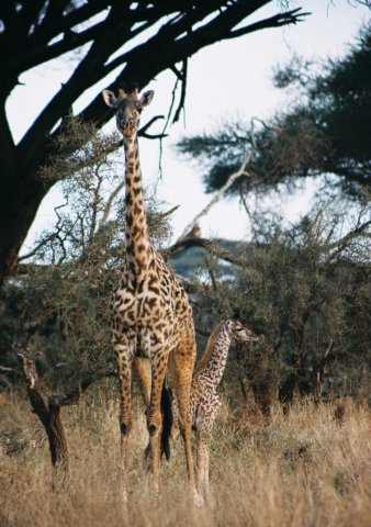 babymasaigiraffeamboselinationalparkkenya.jpg