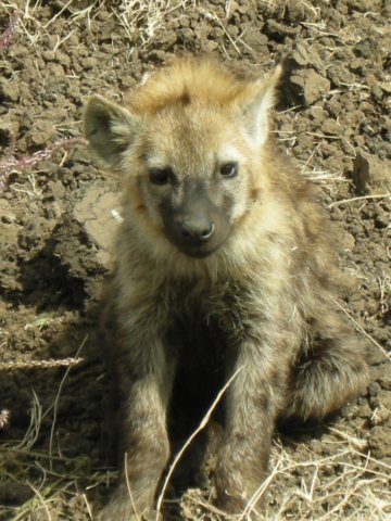 babyspottedhyenamasaimaranationalreservekenya.jpg