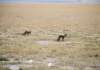 batearedfoxesamboselinationalparkkenya_small.jpg