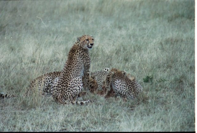 cheetahlookaroundnervouslywhileeatingfearingtheirfoodcouldberobbedbyhyenasorlions.jpg