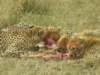 cheetahshavetoeatquicklyastheyareoftenrobbedfromtheirfoodbyhyenasorlions_small.jpg