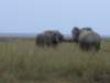 elephantsfightinginamboselinationalparkkenya_small.jpg
