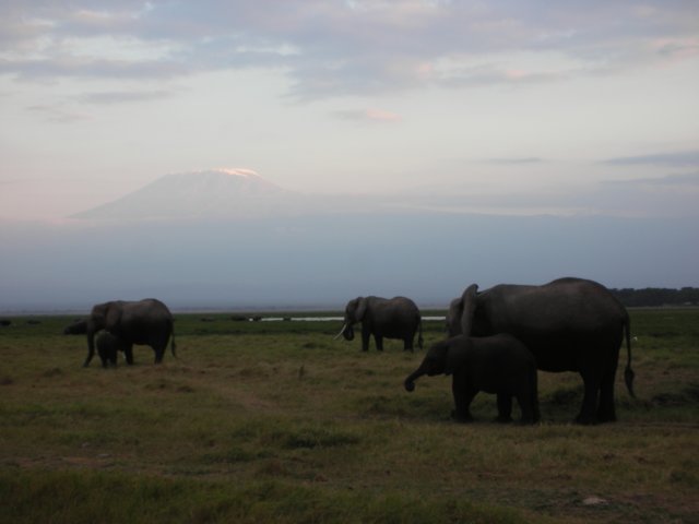 kilimanjarofromamboselinationalparkkenya.jpg