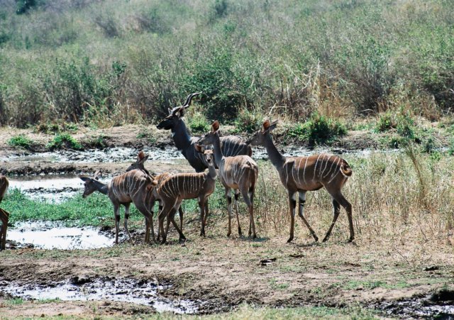 kudusintsavowestnationalparkkenya.jpg