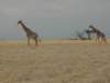 masaigiraffesinamboselinationalparkkenya_small.jpg