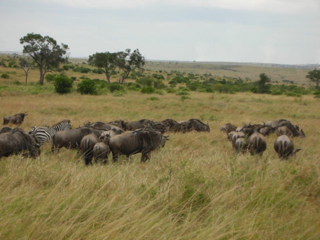 masaimaranationalreservehometothousandsofwildebeestzebras.jpg
