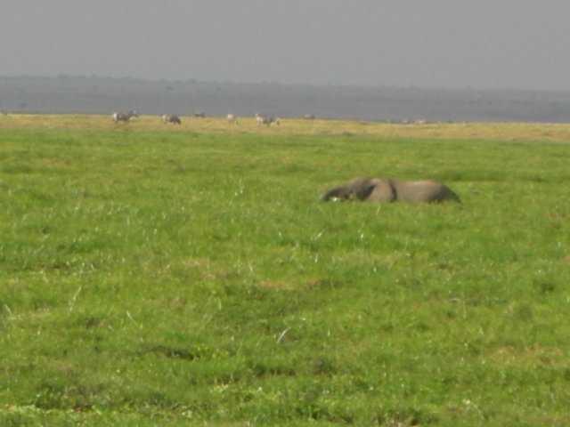 someelephantssinkdeepintheswampsamboselinationalparkkenya.jpg