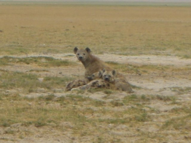 spottedhyenasinamboselinationalparkkenya.jpg