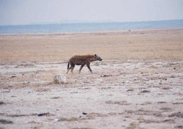 spottedhyenawesawmanyinamboselinationalparkkenya.jpg