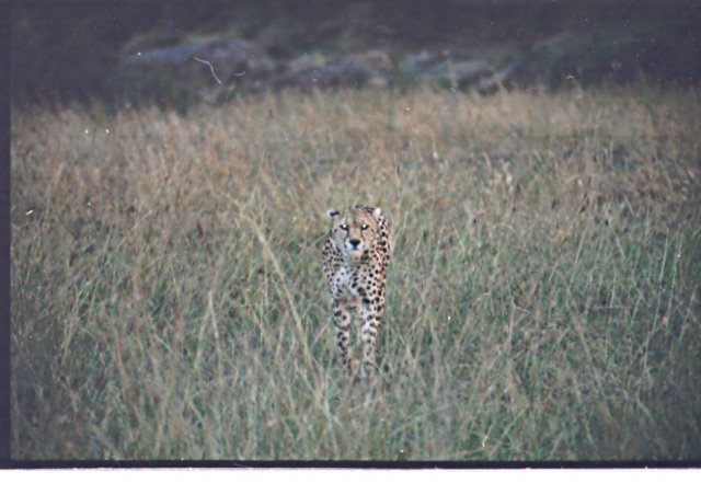 thecheetahmovedonfromonehilltothenextabeautifulsight.jpg