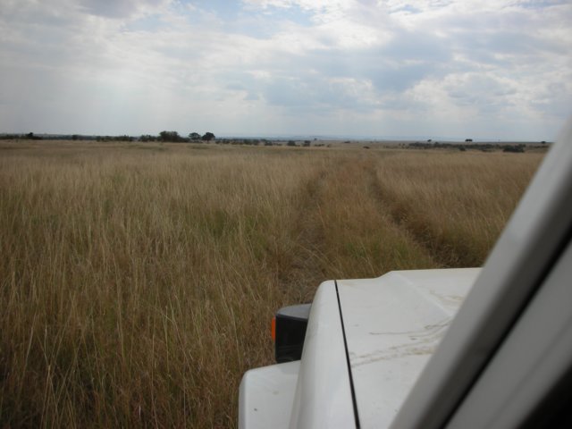 thegrassinthemasaimarawasover1mhighinmostareasmakingwildlifespottingmoredifficult.jpg
