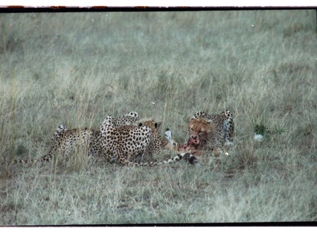 thegroupof4cheetahshuntedanimpalaforbreakfast.jpg