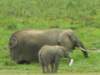 thelittleelephantinitiallydidnotwanttoentertheswampamboselinationalparkkenya_small.jpg
