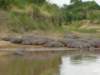 themarariverhasthousandsofhipposandsomecameoutforsuntanning_small.jpg
