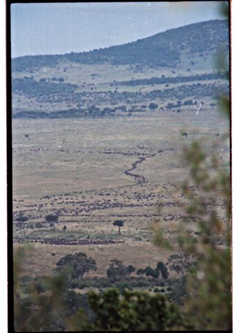 themigrationofwildebeestfromserengetitothemasaimarastartedwhenwewerethereherealineofthem.jpg