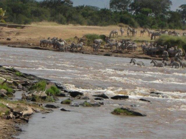 thezebrasseemedtoformgroupswhichattempttherivercrossing.jpg