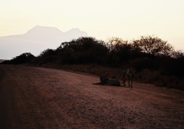 This beautiful Tsavo Lion couple did not move off the road linking Voi with the border-town of Taveta, enabling us to thisbeautifultsavolioncoupledidnotmoveofftheroadlinkingvoiwiththebordertownoftavetaenablingusto.jpg