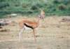 thomsongazelleaverycommonsightinamboselinationalparkkenya_small.jpg