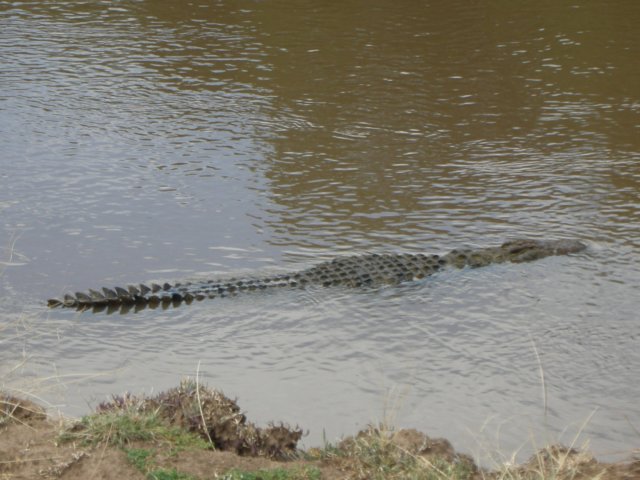untilthecrocodiledecidestoleaveswimmingonthesurfacetotheothershore.jpg