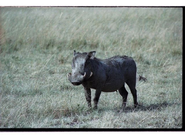 warthogmasaimaranationalreservekenya.jpg