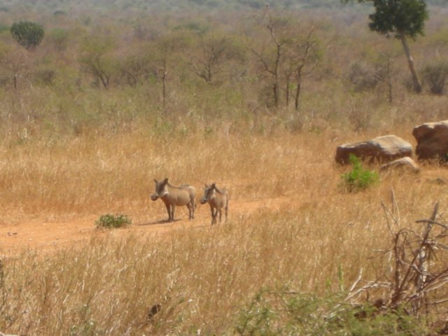 warthogsattsavowestnationalparkkenya.jpg