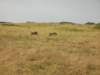 warthogsinmasaimaranationalreservekenya_small.jpg