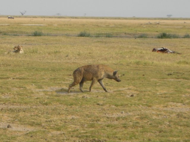 wecounted10hyenaswhowantedsomeofthezebrathe2lionesseshadforbreakfast.jpg