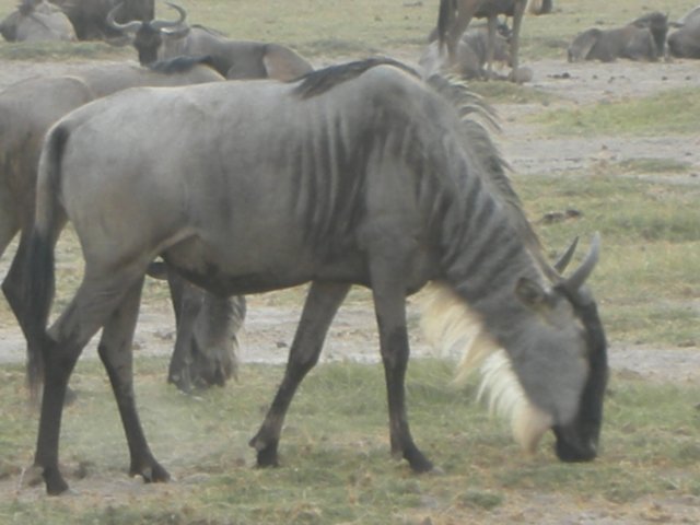 wildebeastsinamboselinationalparkkenya.jpg