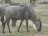 wildebeastsinamboselinationalparkkenya_small.jpg