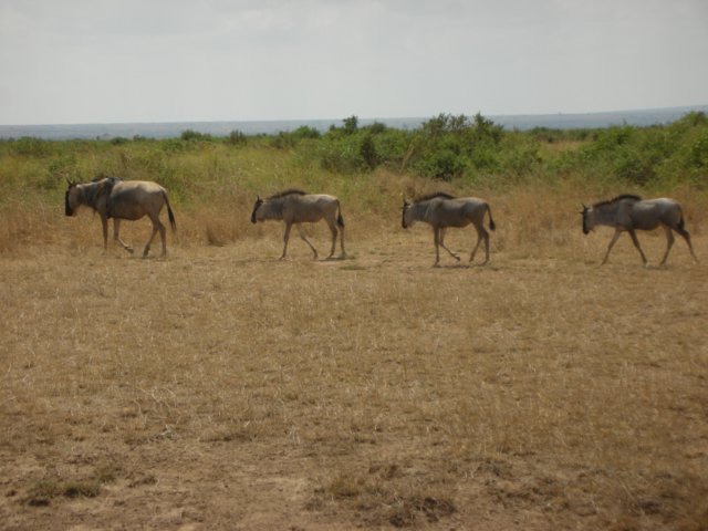 wildebeestinamboselinationalparkkenya.jpg