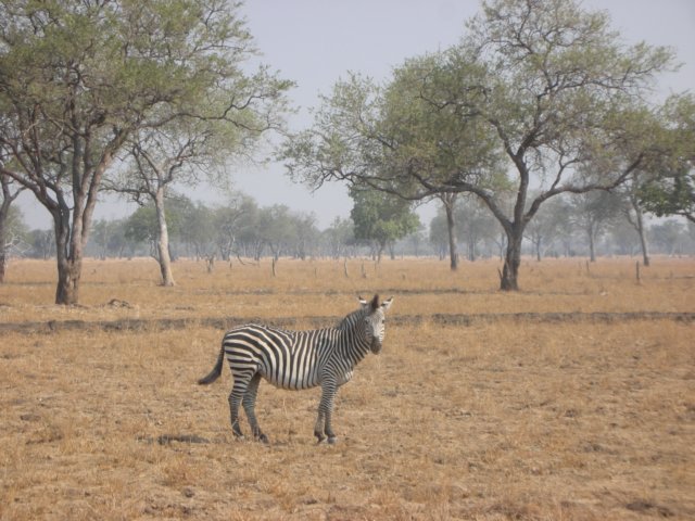 southluangwanationalparkzambia10.jpg