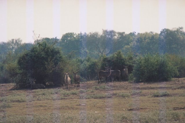 waterbuckswithanalbinoontheleftoutsideofsouthluangwanationalparkzambia.jpg