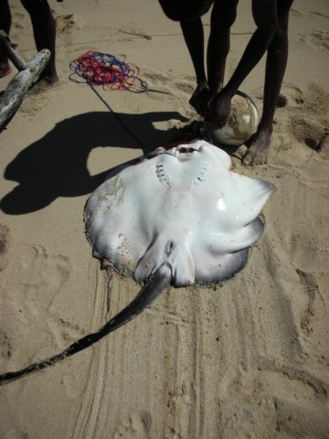 thefishermenalsogotthisbigstingray.jpg