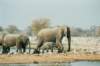 adultelephantsweigh5to65tonnesethoshanationalparknamibia_small.jpg
