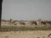 africanelephantsusuallyliveinsmallfamilygroupsof10to20whichfrequentlycongregateinmuchlargerherdsatwaterholes_small.jpg