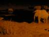 afterenjoyingthekudufiletdinnerwevisitedagainthewaterholeathalalirestcampandwereentertainedbyrhinoelephants_small.jpg